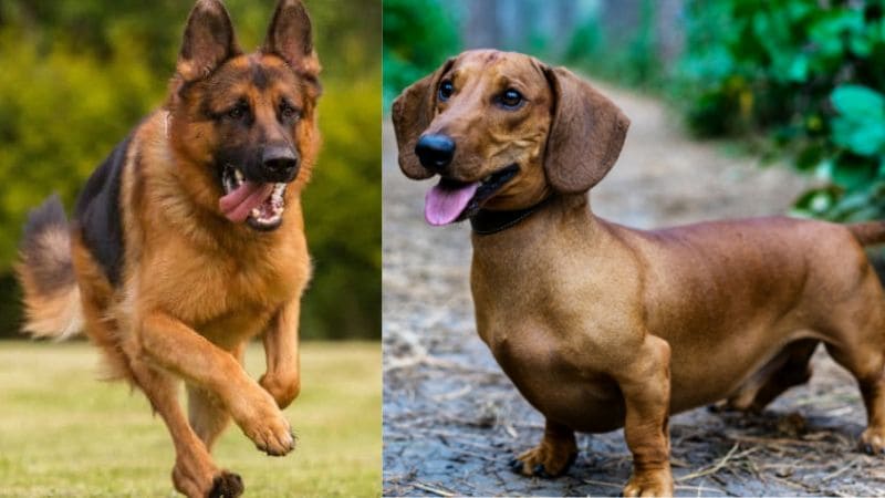 pastor-aleman-mezcla-del-dachshund-personalidad-y-el-temperamento-1