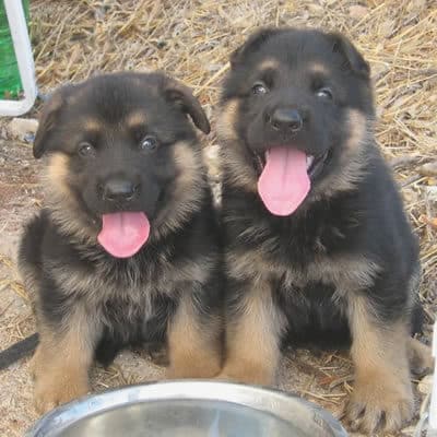 pienso para cachorro pastor alemán