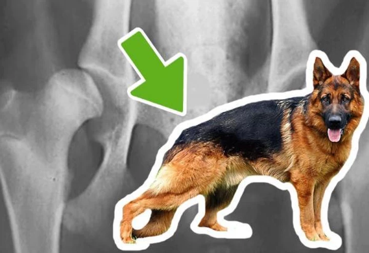 Cuidados de tu perro pastor alemán con problemas ortopédicos