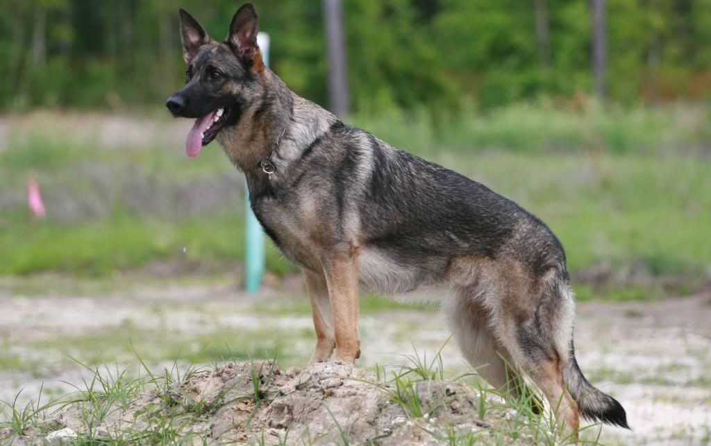 silueta de perro pastor alemàn sable de perfil cuerpo completo