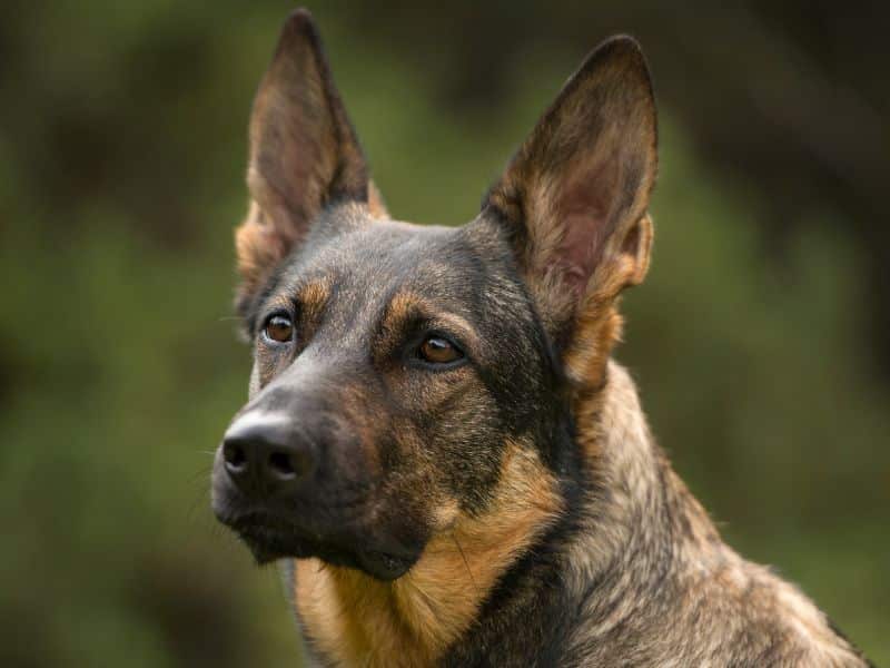 perro pastor alemàn sable mirada atenta