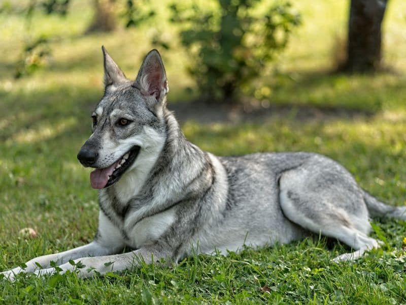 Características del perro lobo de saarloos